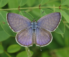Leptotes plinius plinius