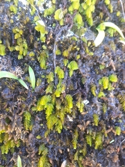 Hymenophyllum capense