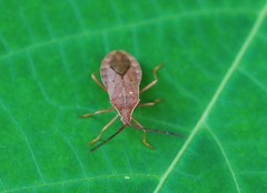 Homoeocerus dilatatus