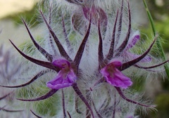 Stachys lavandulifolia