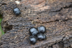 Accanthopus velikensis