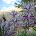 Stachys lavandulifolia - Photo no rights reserved, uploaded by Jean-Paul Boerekamps