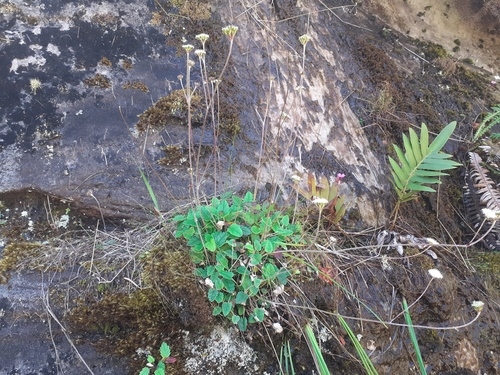 Image of Hermas capitata by (c) Brian du Preez, some rights reserved (CC BY-SA)
