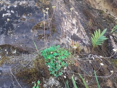 Hermas capitata