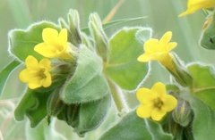 Alkanna orientalis