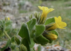 Alkanna orientalis