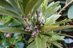 Melicytus chathamicus