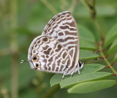 Leptotes plinius plinius