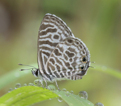 Leptotes plinius plinius