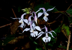 Calanthe arisanensis