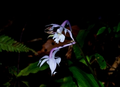 Calanthe arisanensis