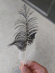 Threskiornis molucca