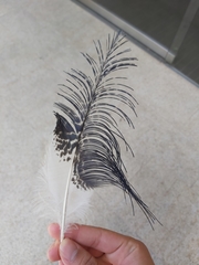 Threskiornis molucca