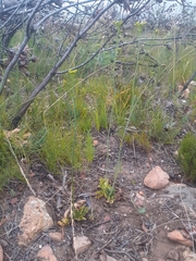 Lichtensteinia trifida trifida