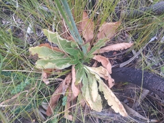 Lichtensteinia trifida trifida