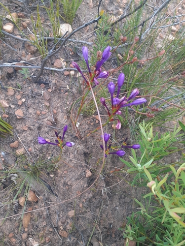 Pilaarkop Summerpipe (Thereianthus montanus)