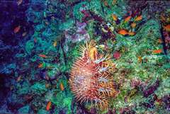 Acanthaster