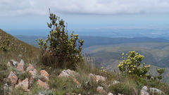 Leucadendron loeriense