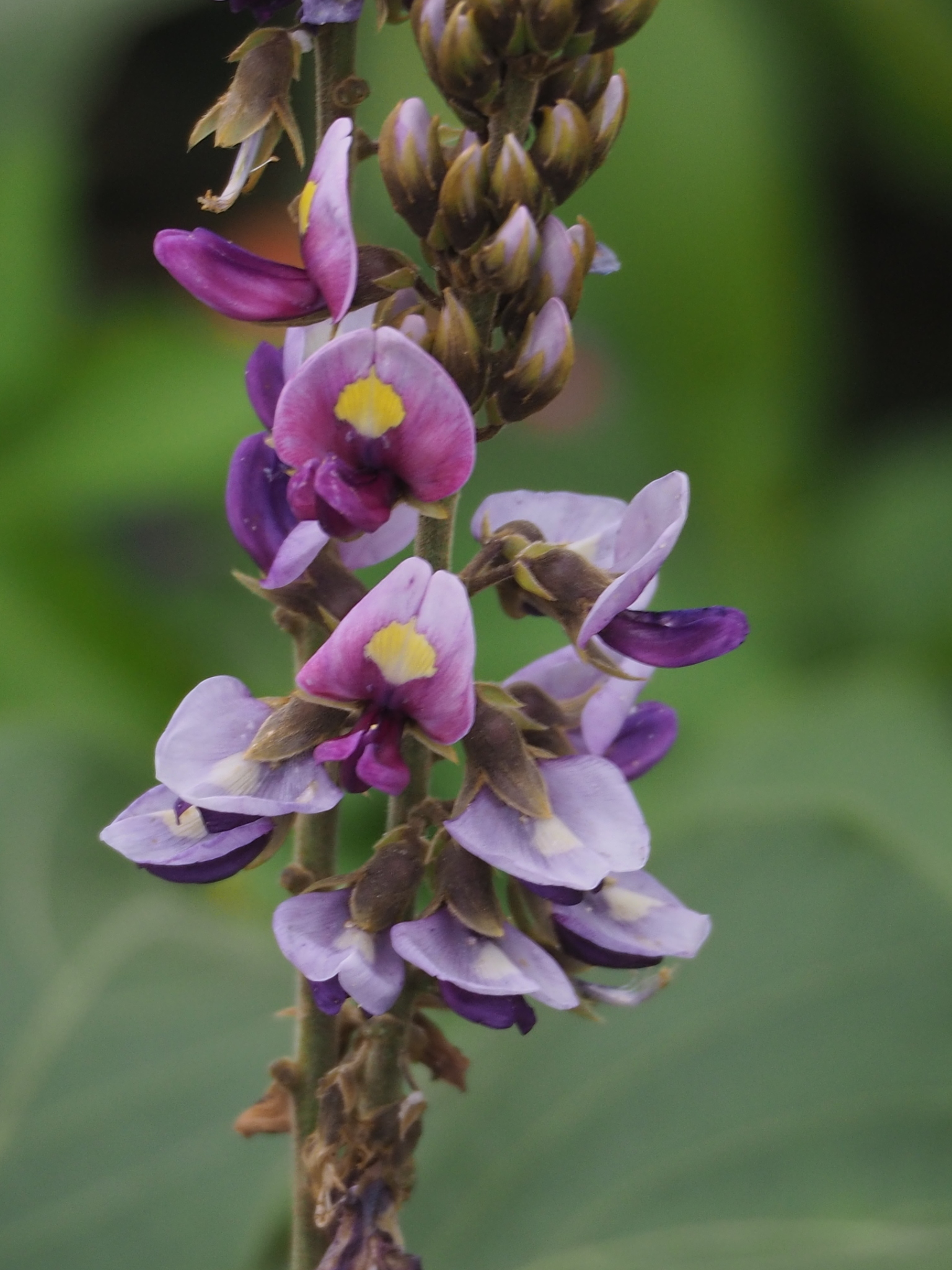Pueraria