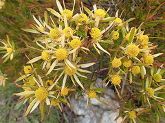 Leucadendron loeriense