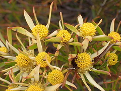 Leucadendron loeriense