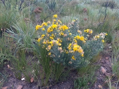 Xiphotheca elliptica