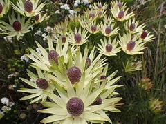 Leucadendron loeriense