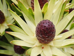 Leucadendron loeriense