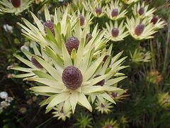 Leucadendron loeriense