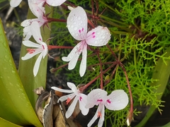 Pelargonium divisifolium