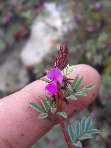 Image of Indigofera crewiana by (c) Brian du Preez, some rights reserved (CC BY-SA)