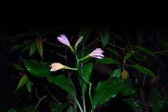 Phaius mishmensis