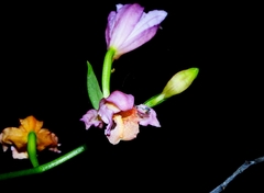 Phaius mishmensis