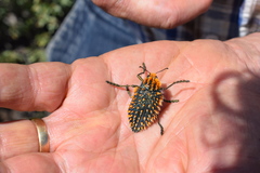 Julodis viridipes