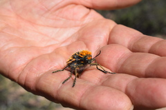 Julodis viridipes