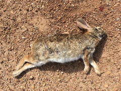 Sylvilagus brasiliensis