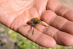 Julodis viridipes