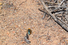 Julodis viridipes