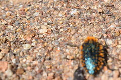 Julodis viridipes