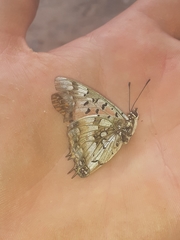 Charaxes jahlusa jahlusa