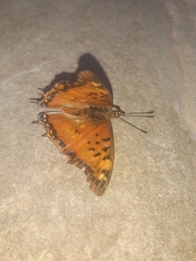 Charaxes jahlusa jahlusa