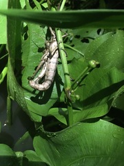 Coryacris angustipennis