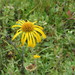Fivenerve Helianthella - Photo (c) Kenneth Bader, some rights reserved (CC BY-NC), uploaded by Kenneth Bader