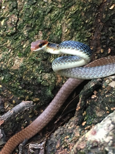 Photo of a Boettger's Sipo (Chironius flavolineatus)