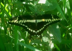 Heraclides thoas brasiliensis