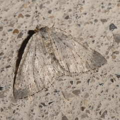 Colostygia multistrigaria