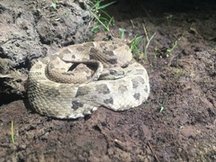 Bothrops mattogrossensis