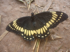 Papilio scamander