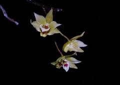 Dendrobium catenatum