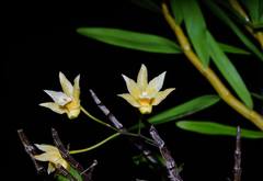 Dendrobium catenatum